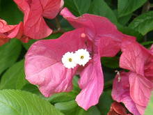 ブーゲンベリアの花は白い花ですよ 赤いのは葉っぱです 八重干瀬だより