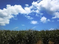 ウージの森 2008/08/26 14:06:00