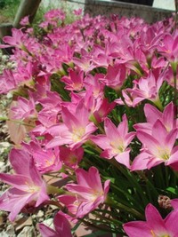 咲いた♪ 2008/09/18 14:46:20