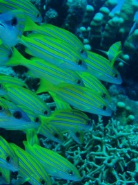 海の中 2008/08/20 14:27:39