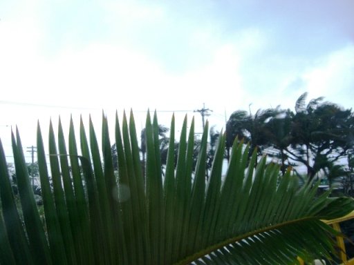 台風