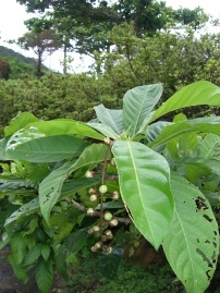 幻の花