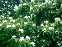 イジュの花 2008/06/17 20:57:00