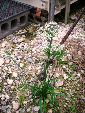 ニラ開花