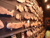 「夢可視館」の化石たち