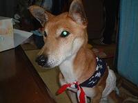 動物は大切な家族です。