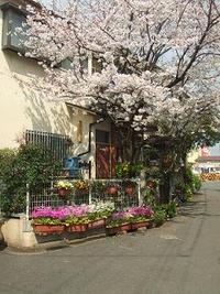 桜花爛漫、我が家のサクラ 2008/04/11 18:29:40