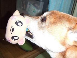 我が家のワンコの安全は？？