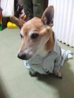 我が家のワンコの安全は？？