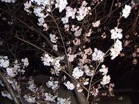 我が家の桜が咲きました！！