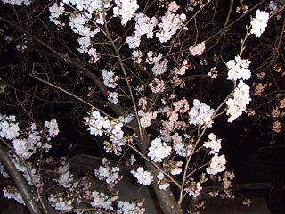 我が家の桜が咲きました！！