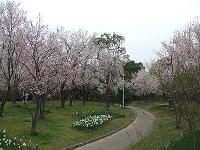 桜並木～♪