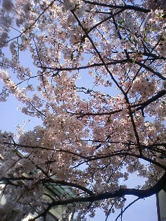 今年の桜は好い桜♪