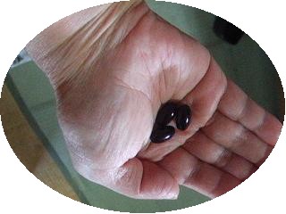 毎朝の３粒～「黒酢のいいとこ」