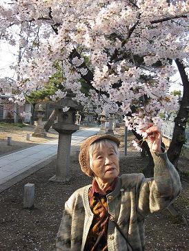 今年の桜は好い桜♪