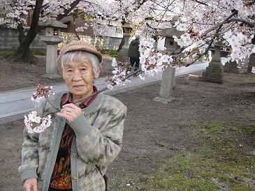 今年の桜は好い桜♪