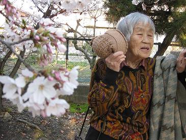 今年の桜は好い桜♪