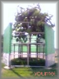 菩提樹
