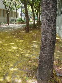 小さい秋みつけた２