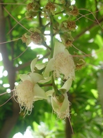 さがり花