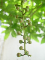 さがり花