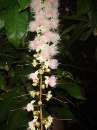 さがり花