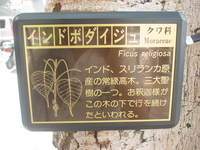 インドボダイジュ