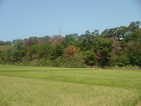 沖縄っぽくない風景