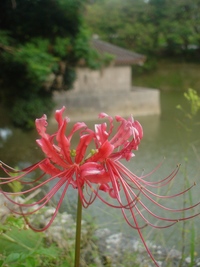 彼岸花2