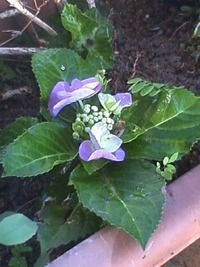 あじさい 2010/06/09 08:06:11