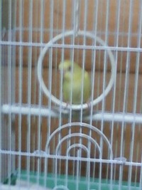新しい家族 2011/01/10 23:09:54