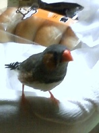 高校入試初日 2011/03/08 23:14:33