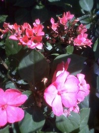 クタクタ・・・ 2012/05/06 10:46:15