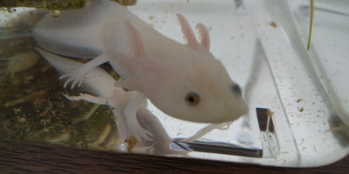 開所