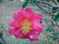 雨ですね 2010/01/06 15:32:01