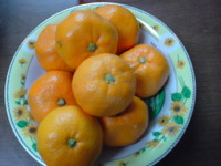 季節の 2010/01/30 15:35:33