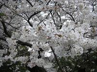 桜咲く。 2008/03/26 21:58:23